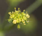 Smooth meadowparsnip